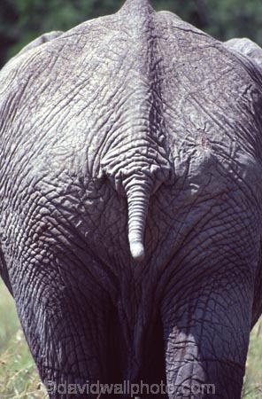 africa;african;animal;animals;elephant;elephants;african-elephant;african-elephants;jumbo;pachyderm;pachyderms;wildlife;wild;mammal;mammals;large;big;enormous;trunk;trunks;Loxodonta-africana;Ivory;tusk;tusks;game-park;game-parks;safari;safaris;game-viewing;threatened;endangered;nose;noses;national-park;national-parks;ear;ears;skin;herbavore;herbavores;reserve;reserves;Masai-Mara;masai;maasai;masai-mara-National-Reserve;Kenya;kenyan;bottom;bottoms;buttocks;fat;fat-bottom;large-bottom;rear;rear-end;end;back;behind;tail;tails;spine