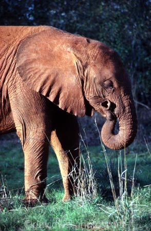 africa;african;animal;animals;elephant;elephants;african-elephant;african-elephants;jumbo;pachyderm;pachyderms;wildlife;wild;mammal;mammals;large;big;enormous;trunk;trunks;Loxodonta-africana;Ivory;tusk;tusks;game-park;game-parks;safari;safaris;game-viewing;threatened;endangered;nose;noses;national-park;national-parks;ear;ears;skin;herbivore;herbivores;baby-babies;calf;calves;Orphaned-Baby-Elephant;orphan;orphans;Nairobi-National-Park;nairobi-NP;Kenya;kenyan;poaching;poachers
