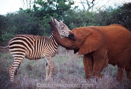 africa;african;animal;animals;elephant;elephants;african-elephant;african-elephants;jumbo;pachyderm;pachyderms;wildlife;wild;mammal;mammals;large;big;enormous;trunk;trunks;Loxodonta-africana;Ivory;tusk;tusks;game-park;game-parks;safari;safaris;game-viewing;threatened;endangered;nose;noses;national-park;national-parks;ear;ears;skin;herbivore;herbivores;baby-babies;calf;calves;Orphaned-Baby-Elephant;orphan;orphans;Nairobi-National-Park;nairobi-NP;Kenya;kenyan;poaching;poachers