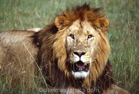 east-africa;africa;african;animal;animals;mammal;mammals;wild;wildlife;zoology;plain;plains;savannah;savanna;savanah;savana;grassland;grasslands;game-park;game-parks;cat;cats;feline;felines;predator;predators;carnivore;carnivores;lions;lion;Panthera-leo;pride-leader;dominant;safari;safaris;game-viewing;rift-valley;masai-mara-national-reserve;masai-mara;maasai;maasai-mara;kenya;kenyan;reserve;reserves;mane;manes;male;males