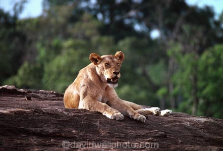 east-africa;africa;african;animal;animals;mammal;mammals;wild;wildlife;zoology;plain;plains;savannah;savanna;savanah;savana;grassland;grasslands;game-park;game-parks;cat;cats;feline;felines;predator;predators;carnivore;carnivores;lions;lion;Panthera-leo;safari;safaris;game-viewing;rift-valley;masai-mara-national-reserve;masai-mara;maasai;maasai-mara;kenya;kenyan;reserve;reserves;rock;female;females;lioness;lionesses