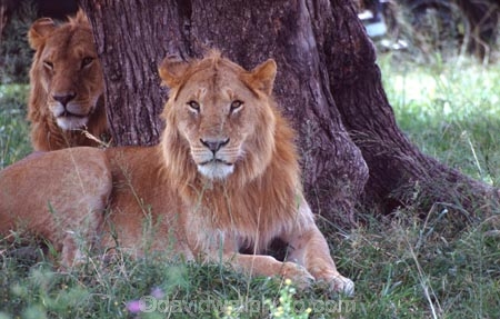 east-africa;africa;african;animal;animals;mammal;mammals;wild;wildlife;zoology;plain;plains;savannah;savanna;savanah;savana;grassland;grasslands;game-park;game-parks;cat;cats;feline;felines;predator;predators;carnivore;carnivores;lions;lion;Panthera-leo;pride-leader;dominant;safari;safaris;game-viewing;rift-valley;masai-mara-national-reserve;masai-mara;maasai;maasai-mara;kenya;kenyan;reserve;reserves;male;males;mane;manes;two;pair;brother;brothers;rest;resting