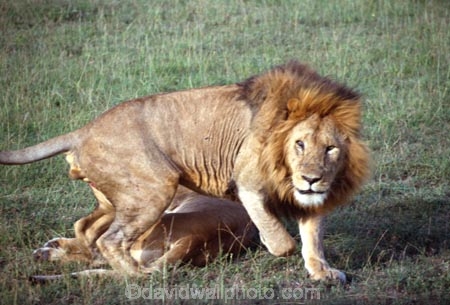 east-africa;africa;african;animal;animals;mammal;mammals;wild;wildlife;zoology;plain;plains;savannah;savanna;savanah;savana;grassland;grasslands;game-park;game-parks;cat;cats;feline;felines;predator;predators;carnivore;carnivores;lions;lion;Panthera-leo;pride-leader;dominant;safari;safaris;game-viewing;rift-valley;masai-mara-national-reserve;masai-mara;maasai;maasai-mara;kenya;kenyan;reserve;reserves;male-males;mane;manes;anger;angry;attack;attacks;danger;dangerous;charge;charges;charging;mock;mocks
