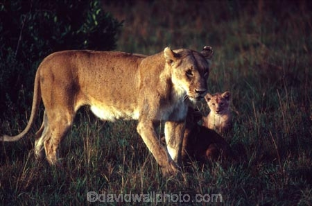 east-africa;africa;african;animal;animals;mammal;mammals;wild;wildlife;zoology;plain;plains;savannah;savanna;savanah;savana;grassland;grasslands;game-park;game-parks;cat;cats;feline;felines;predator;predators;carnivore;carnivores;lions;lion;Panthera-leo;pride-leader;dominant;safari;safaris;game-viewing;rift-valley;masai-mara-national-reserve;masai-mara;maasai;maasai-mara;kenya;kenyan;reserve;reserves;female;females;lioness;lionesses;mother-mothers;mom;mum;cub;cubs;protect