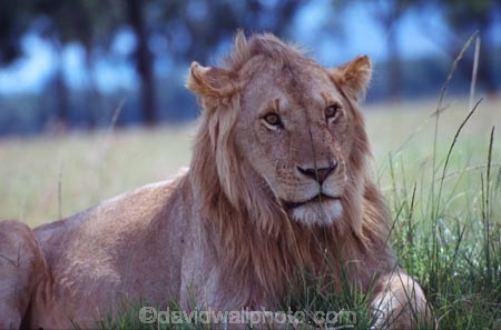 east-africa;africa;african;animal;animals;mammal;mammals;wild;wildlife;zoology;plain;plains;savannah;savanna;savanah;savana;grassland;grasslands;game-park;game-parks;cat;cats;feline;felines;predator;predators;carnivore;carnivores;lions;lion;Panthera-leo;pride-leader;dominant;safari;safaris;game-viewing;rift-valley;masai-mara-national-reserve;masai-mara;maasai;maasai-mara;kenya;kenyan;reserve;reserves;male;males;mane;manes;rest;resting;young