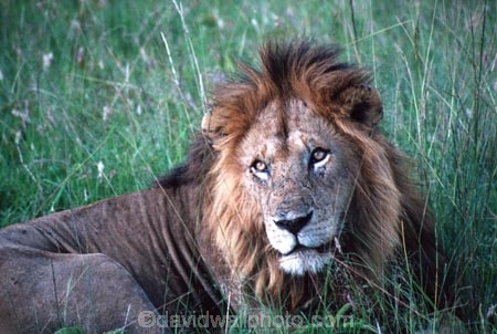 east-africa;africa;african;animal;animals;mammal;mammals;wild;wildlife;zoology;plain;plains;savannah;savanna;savanah;savana;grassland;grasslands;game-park;game-parks;cat;cats;feline;felines;predator;predators;carnivore;carnivores;lions;lion;Panthera-leo;pride-leader;dominant;safari;safaris;game-viewing;rift-valley;masai-mara-national-reserve;masai-mara;maasai;maasai-mara;kenya;kenyan;reserve;reserves;male;males;mane;manes