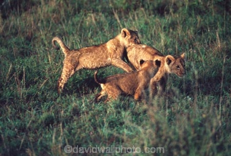 east-africa;africa;african;animal;animals;mammal;mammals;wild;wildlife;zoology;plain;plains;savannah;savanna;savanah;savana;grassland;grasslands;game-park;game-parks;cat;cats;feline;felines;predator;predators;carnivore;carnivores;lions;lion;Panthera-leo;pride-leader;dominant;safari;safaris;game-viewing;rift-valley;masai-mara-national-reserve;masai-mara;maasai;maasai-mara;kenya;kenyan;reserve;reserves;cub;cubs;young;baby;babies;play;playing;family