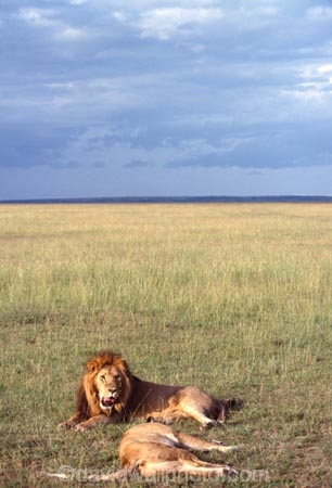 east-africa;africa;african;animal;animals;mammal;mammals;wild;wildlife;zoology;plain;plains;savannah;savanna;savanah;savana;grassland;grasslands;game-park;game-parks;cat;cats;feline;felines;predator;predators;carnivore;carnivores;lions;lion;Panthera-leo;pride-leader;dominant;safari;safaris;game-viewing;rift-valley;masai-mara-national-reserve;masai-mara;maasai;maasai-mara;kenya;kenyan;reserve;reserves;male;males;mane;manes;female;females;lioness;lionesses;couple;pair;couples;pairs