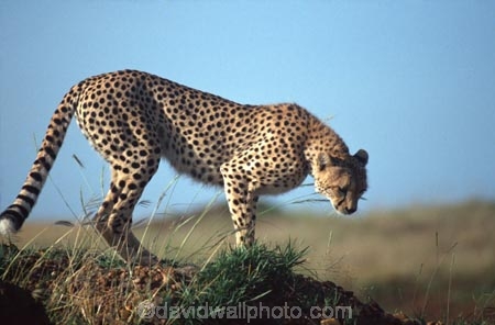 Acinonyx-jubatus;duma;felidae;acinonychinae;africa;african;animal;animals;cat;cats;cheetah;cheetahs;feline;felines;mammal;mammals;nature;predator;predators;hunt;hunter;spotted;spots;spot;fur;southern-africa;fast;fastest;wildlife;wild;zoology;safari;safaris;game-viewing;game-park;game-parks;national-park;national-parks;threatened;endangered;masai-mara-national-reserve;masai-mara;maasai-mara;maasai;masai