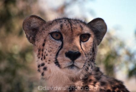 Acinonyx-jubatus;duma;felidae;acinonychinae;africa;african;animal;animals;cat;cats;cheetah;cheetahs;feline;felines;mammal;mammals;nature;predator;predators;hunt;hunter;spotted;spots;spot;fur;southern-africa;fast;fastest;wildlife;wild;zoology;safari;safaris;game-viewing;game-park;game-parks;national-park;national-parks;threatened;endangered;botswana;botswanan;face-faces;portrait;portraits