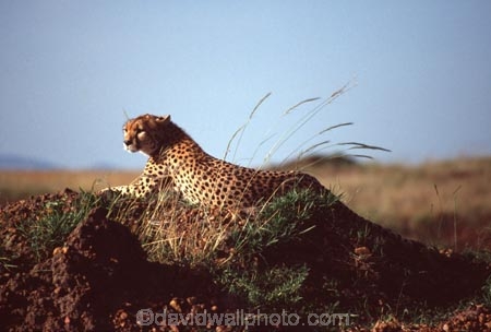 Acinonyx-jubatus;duma;felidae;acinonychinae;africa;african;animal;animals;cat;cats;cheetah;cheetahs;feline;felines;mammal;mammals;nature;predator;predators;hunt;hunter;spotted;spots;spot;fur;southern-africa;fast;fastest;wildlife;wild;zoology;safari;safaris;game-viewing;game-park;game-parks;national-park;national-parks;threatened;endangered;masai-mara-national-reserve;masai-mara;maasai-mara;maasai;masai;rest;resting