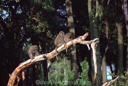 africa;african;animal;animals;east-africa;wildlife;wild;game-park;game-parks;safari;safaris;game-viewing;rift-valley;baboons;papio-anubis;agressive;danger;dangerous;olive-baboon;anubis-baboon;baboon;olive-baboons;anubis-baboons;masai-mara-national-reserve;masai-mara;maasai-mara;masai;maasai;kenya;kenyan;branch;tree;branches;trees