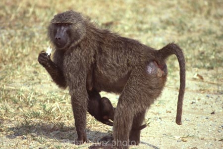 africa;african;animal;animals;east-africa;wildlife;wild;game-park;game-parks;safari;safaris;game-viewing;rift-valley;baboons;papio-anubis;agressive;danger;dangerous;olive-baboon;anubis-baboon;baboon;olive-baboons;anubis-baboons;masai-mara-national-reserve;masai-mara;maasai-mara;masai;maasai;kenya;kenyan;baby;babies
