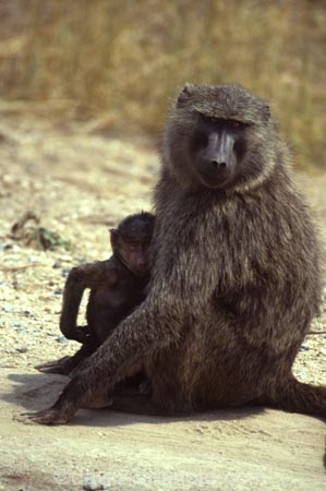 africa;african;animal;animals;east-africa;wildlife;wild;game-park;game-parks;safari;safaris;game-viewing;rift-valley;baboons;papio-anubis;agressive;danger;dangerous;olive-baboon;anubis-baboon;baboon;olive-baboons;anubis-baboons;masai-mara-national-reserve;masai-mara;maasai-mara;masai;maasai;kenya;kenyan;baby;babies