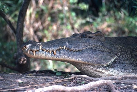 africa;african;animal;animals;east-africa;wildlife;wild;game-park;game-parks;safari;safaris;game-viewing;teeth;bite;hungry;hunger;mouth;mouths;yell;danger;dangerous;reptile;reptiles;Nile-Crocodile;Crocodylus-niloticus;nile-river;nile;murchison-falls;murchison-falls-national-park;uganda;ugandan;national-park;national-parks;crocodile;crocodiles