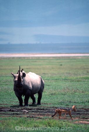 safari;safaris;game-viewing;rhinos;rhino;rhinoceros;rhinoceroses;pachyderm;pachyderms;Diceros-bicornis;hook_lipped-rhinoceros;hook-lipped-rhinoceros;game-park;game-parks;national-park;national-parks;africa;african;animal;animals;wild;wildlife;zoology;endangered;mammal;mammals;threatened;horn;horns;poaching;rift-valley;ngorongoro-crater;ngorongoro-conservation-area;tanzania;tanzanian;ngorongoro;blackbacked-jackal;black_backed-jackal;jackal;jackals