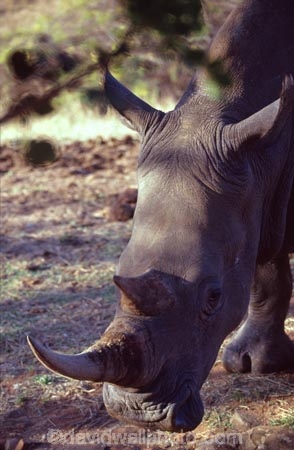 safari;safaris;game-viewing;rhinos;rhinoceros;rhinoceroses;pachyderm;pachyderms;Ceratotherium-simumsimum;white-rhinoceros;square_lipped-rhinoceros;square-lipped-rhinoceros;game-park;game-parks;national-park;africa;african;animal;animals;wild;wildlife;southern-white-rhinoceros;zoology;endangered;mammal;mammals;threatened;horn;horns;poaching;zimbabwe;zimbabwean;cecils-kop;cecils-kop;game-reserve;game-reserves