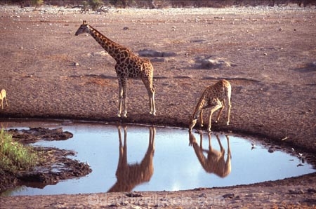 Giraffa-camelopardalis;east-africa;africa;african;animal;animals;giraffe;giraffes;mammal;wild;wildlife;zoology;long-neck;tall;height;plain;plains;savannah;savanna;savanah;savana;grasslands;game-park;game-parks;safari;safaris;game-viewing;national-park;national-parks;etosha-pan;etosha;etosha-national-park;namibia;namibian;waterhole;water-hole;waterholes;water-holes;baby;babies;calf;calves