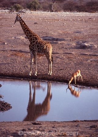 Giraffa-camelopardalis;east-africa;africa;african;animal;animals;giraffe;giraffes;mammal;wild;wildlife;zoology;long-neck;tall;height;plain;plains;savannah;savanna;savanah;savana;grasslands;game-park;game-parks;safari;safaris;game-viewing;national-park;national-parks;etosha-pan;etosha;etosha-national-park;namibia;namibian;waterhole;water-hole;waterholes;water-holes;impala;impalas;black_faced-impala;black_faced-impalas;blackfaced-impala;blackfaced-impalas;drink;drinking