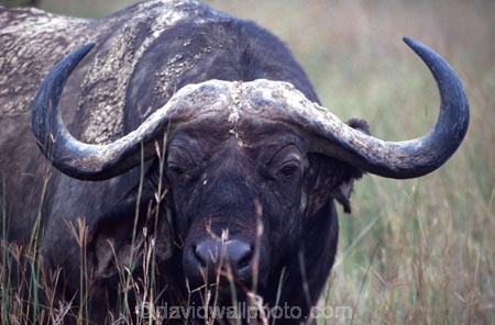 africa;african;animal;animals;east-africa;wildlife;wild;game-park;game-parks;safari;safaris;game-viewing;buffalos;bufalo;water-buffalo;horns;cape-buffalo;Syncerus-caffer;masai-mara-national-reserve;masai-mara;maasai-mara;masai;maasai;kenya;kenyan;horn