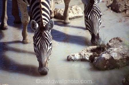 east-africa;africa;african;animal;animals;mammal;wild;wildlife;zoology;plain;plains;savannah;savanna;savanah;savana;grasslands;game-park;game-parks;game-viewing;safari;safaris;stripes;black-and-white;stripe;striped;zebra;zebras;Equus-burchelli;water-hole;water-holes;waterhole;waterholes;etosha;etosha-national-park;namibia;namibian;drink;drinking;drinks