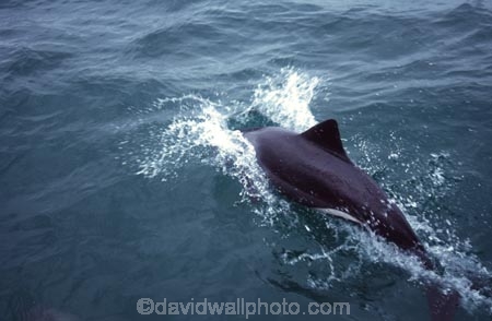 Cephalorhynchus-heavisidii;Heavisides-dolphin;benguela-dolpin;south-african-dolphin;luderitz;namibia;namibian;africa;african;south-west-africa;dolphin;dolphins;marine;mammal;mammals;wildlife;wild;swim;swimmer;ocean;animal;animals;splash;splashes;splashing;porposing;heavy-side-dolphin;heavy_side-dolphin;heavy_sides-dolphin;heavy_sides-dolphins;heavy_side-dolphins;heavy-side-dolphins