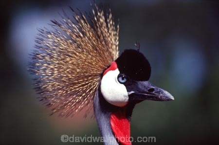 bird;birds;africa;african;animal;animals;Balearica-regulorum;feather;feathers;east-africa;nature;wild;wildlife;cranes;safari;safaris;game-viewing;national-symbol-of-uganda;crowned-crane;crowned-cranes;uganda;ugandan;crown;head;face;portrait;portraits
