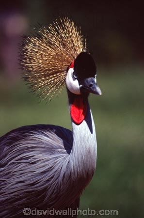 bird;birds;africa;african;animal;animals;Balearica-regulorum;feather;feathers;east-africa;nature;wild;wildlife;cranes;safari;safaris;game-viewing;national-symbol-of-uganda;crowned-crane;crowned-cranes;uganda;ugandan;crown;head;face;portrait;portraits