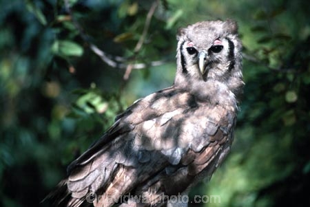 bird;birds;africa;african;animal;animals;feather;feathers;nature;wild;wildlife;safari;safaris;game-viewing;bird-spotting;Bubo-lacteus;Giant-Eagle-Owl;giant-eagle-owls;owl;owls;Malawi;malawian