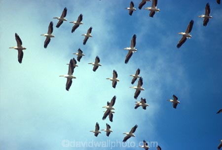 bird;birds;africa;african;animal;animals;feather;feathers;nature;wild;wildlife;safari;safaris;game-viewing;bird-spotting;White-Pelicans;white-pelican;Pelecanus-rufescens;kenya;kenyan;east-africa;flock;flocks;fly;flying;soar;soaring