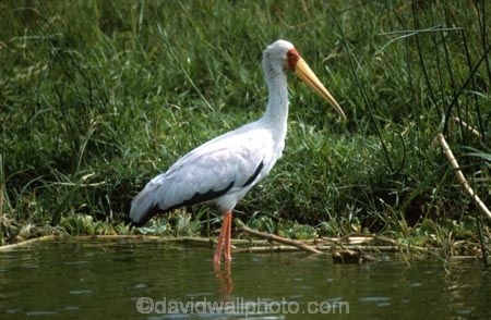 bird;birds;africa;african;animal;animals;feather;feathers;nature;wild;wildlife;safari;safaris;game-viewing;bird-spotting;Yellowbilled-Stork;yellow_billed-stork;stork;Yellowbilled-Storks;yellow_billed-storks;storks;Queen-Elizabeth-National-Park,-;national-park;Uganda;ugandan;Mycteria-ibis;kazinga-channel;kazinga