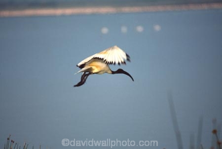 bird;birds;africa;african;animal;animals;feather;feathers;nature;wild;wildlife;safari;safaris;game-viewing;bird-spotting;Threskiornis-aethiopicus;Sacred-Ibis;sacred-ibises;ibis;ibises;Lake-Elmenteita;Kenya;kenyan;rift-valley;East-Africa
