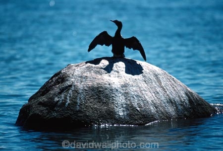 bird;birds;africa;african;animal;animals;feather;feathers;nature;wild;wildlife;safari;safaris;game-viewing;bird-spotting;Phalacrocorax-species;Phalacrocorax;Cormorant;cormorants;Lake-Malawi;Malawi;malawian;sunning;sun-bathe;wing;wings;rock;lake;lakes