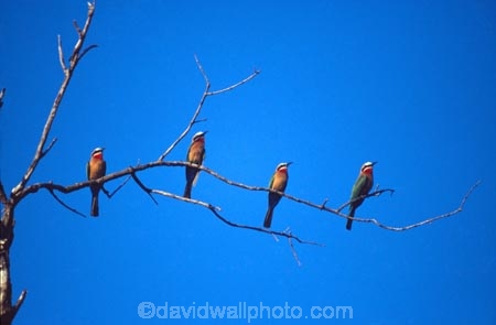 bird;birds;africa;african;animal;animals;feather;feathers;nature;wild;wildlife;safari;safaris;game-viewing;bird-spotting;Merops-bullockoides;Whitefronted-Bee_eaters;White_fronted-Bee_eaters;Whitefronted-Beeeaters;White_fronted-Beeeaters;Whitefronted-Bee_eater;White_fronted-Bee_eater;Whitefronted-Beeeater;White_fronted-Beeeater;South-Luangwa-National-Park;luangwa-valley;Zambia;zambian