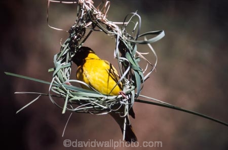 bird;birds;africa;african;animal;animals;feather;feathers;nature;wild;wildlife;safari;safaris;game-viewing;bird-spotting;Weaver;weavers;Zimbabwe;zimbabwean;nest;weaving;nests;Ploceus-species;Ploceus