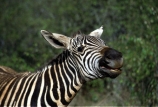 east-africa;africa;african;animal;animals;mammal;wild;wildlife;zoology;plain;plains;savannah;savanna;savanah;savana;grasslands;game-park;game-parks;stripes;black-and-white;stripe;striped;zebras;Equus-burchelli;mouth;mouths;yell;yelling;shout;shouts;shouting;yells;safari;safaris;game-viewing