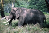 africa;african;animal;animals;elephants;east-africa;pachyderm;pachyderms;wildlife;wild;trunk;tusk;tusks;Loxodonta-africana;ivory;game-park;game-parks;safari;safaris;game-viewing;rift-valley;threatened;endangered