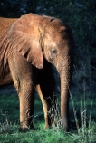 africa;african;animal;animals;elephants;east-africa;pachyderm;pachyderms;wildlife;wild;trunk;Loxodonta-africana;ivory;game-park;game-parks;safari;safaris;game-viewing;threatened;endangered;baby;babies;calf;calves;nose