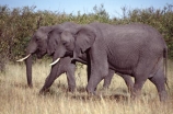 africa;african;animal;animals;elephant;elephants;african-elephant;african-elephants;jumbo;pachyderm;pachyderms;wildlife;wild;mammal;mammals;large;big;enormous;trunk;trunks;Loxodonta-africana;Ivory;tusk;tusks;game-park;game-parks;safari;safaris;game-viewing;threatened;endangered;nose;noses;national-park;national-parks;ear;ears;skin;herbivore;herbivores;reserve;reserves;Masai-Mara;masai;maasai;masai-mara-National-Reserve;Kenya;kenyan;east-africa;two;pair