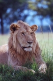 east-africa;africa;african;animal;animals;mammal;mammals;wild;wildlife;zoology;plain;plains;savannah;savanna;savanah;savana;grassland;grasslands;game-park;game-parks;cat;cats;feline;felines;predator;predators;carnivore;carnivores;lions;lion;Panthera-leo;pride-leader;dominant;safari;safaris;game-viewing;rift-valley;masai-mara-national-reserve;masai-mara;maasai;maasai-mara;kenya;kenyan;reserve;reserves;male;males;mane;manes;portrait