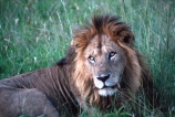 east-africa;africa;african;animal;animals;mammal;mammals;wild;wildlife;zoology;plain;plains;savannah;savanna;savanah;savana;grassland;grasslands;game-park;game-parks;cat;cats;feline;felines;predator;predators;carnivore;carnivores;lions;lion;Panthera-leo;pride-leader;dominant;safari;safaris;game-viewing;rift-valley;masai-mara-national-reserve;masai-mara;maasai;maasai-mara;kenya;kenyan;reserve;reserves;male;males;mane;manes