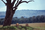east-africa;africa;african;animal;animals;mammal;mammals;wild;wildlife;zoology;plain;plains;savannah;savanna;savanah;savana;grassland;grasslands;game-park;game-parks;cat;cats;feline;felines;predator;predators;carnivore;carnivores;lions;lion;Panthera-leo;pride-leader;dominant;safari;safaris;game-viewing;rift-valley;masai-mara-national-reserve;masai-mara;maasai;maasai-mara;kenya;kenyan;reserve;reserves;tree;rest;resting;male;males;two;pair;brother;brothers;danger;hunters;hide;hidden;hunt