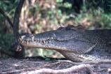 africa;african;animal;animals;east-africa;wildlife;wild;game-park;game-parks;safari;safaris;game-viewing;teeth;bite;hungry;hunger;mouth;mouths;yell;danger;dangerous;reptile;reptiles;Nile-Crocodile;Crocodylus-niloticus;nile-river;nile;murchison-falls;murchison-falls-national-park;uganda;ugandan;national-park;national-parks;crocodile;crocodiles