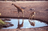 Giraffa-camelopardalis;east-africa;africa;african;animal;animals;giraffe;giraffes;mammal;wild;wildlife;zoology;long-neck;tall;height;plain;plains;savannah;savanna;savanah;savana;grasslands;game-park;game-parks;safari;safaris;game-viewing;national-park;national-parks;etosha-pan;etosha;etosha-national-park;namibia;namibian;waterhole;water-hole;waterholes;water-holes;baby;babies;calf;calves