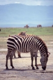 east-africa;africa;african;animal;animals;mammal;wild;wildlife;zoology;plain;plains;savannah;savanna;savanah;savana;grasslands;game-park;game-parks;game-viewing;safari;safaris;stripes;black-and-white;stripe;striped;zebra;zebras;Equus-burchelli;rift-valley;ngorongoro-crater;ngorongoro-conservation-area;tanzania;tanzanian;ngorongoro