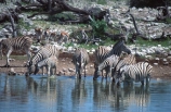 east-africa;africa;african;animal;animals;mammal;wild;wildlife;zoology;plain;plains;savannah;savanna;savanah;savana;grasslands;game-park;game-parks;game-viewing;safari;safaris;stripes;black-and-white;stripe;striped;zebra;zebras;Equus-burchelli;water-hole;water-holes;waterhole;waterholes;etosha;etosha-national-park;namibia;namibian;drink;drinking;drinks;herd;herds