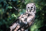 bird;birds;africa;african;animal;animals;feather;feathers;nature;wild;wildlife;safari;safaris;game-viewing;bird-spotting;Bubo-lacteus;Giant-Eagle-Owl;giant-eagle-owls;owl;owls;Malawi;malawian