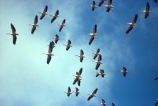 bird;birds;africa;african;animal;animals;feather;feathers;nature;wild;wildlife;safari;safaris;game-viewing;bird-spotting;White-Pelicans;white-pelican;Pelecanus-rufescens;kenya;kenyan;east-africa;flock;flocks;fly;flying;soar;soaring