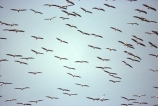 bird;birds;africa;african;animal;animals;feather;feathers;nature;wild;wildlife;safari;safaris;game-viewing;bird-spotting;White-Pelicans;white-pelican;Pelecanus-rufescens;kenya;kenyan;east-africa;flock;flocks;fly;flying;soar;soaring