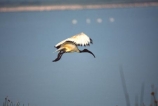 bird;birds;africa;african;animal;animals;feather;feathers;nature;wild;wildlife;safari;safaris;game-viewing;bird-spotting;Threskiornis-aethiopicus;Sacred-Ibis;sacred-ibises;ibis;ibises;Lake-Elmenteita;Kenya;kenyan;rift-valley;East-Africa